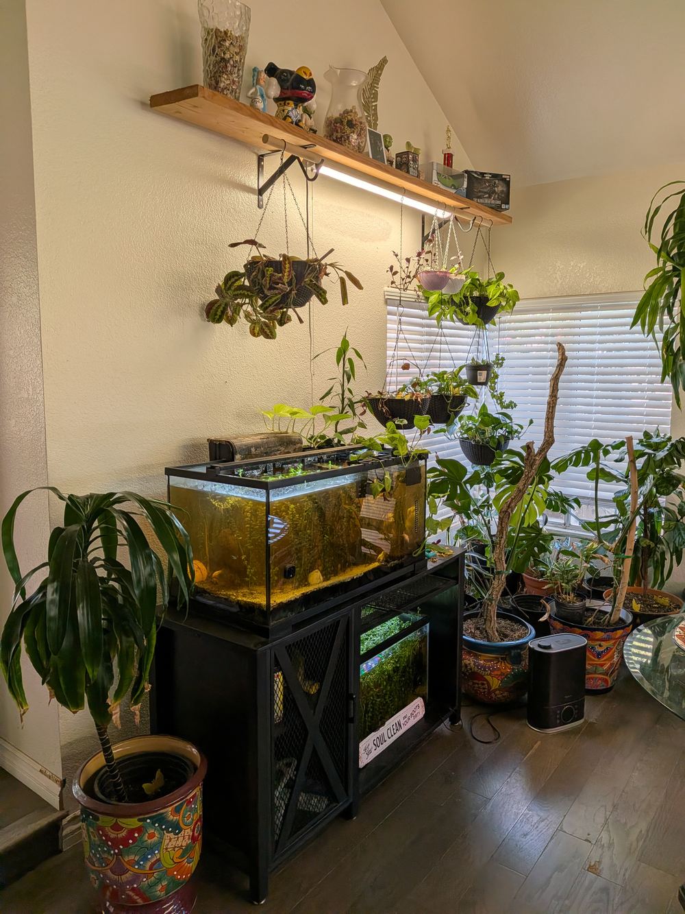 Plant shelf above an aquarium