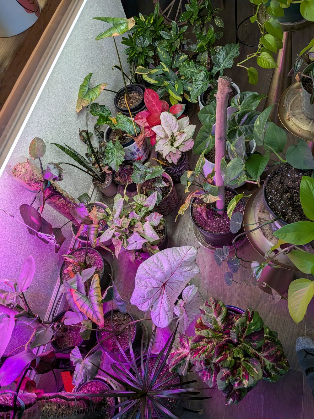 Colorful caladiums and foliage under grow lights