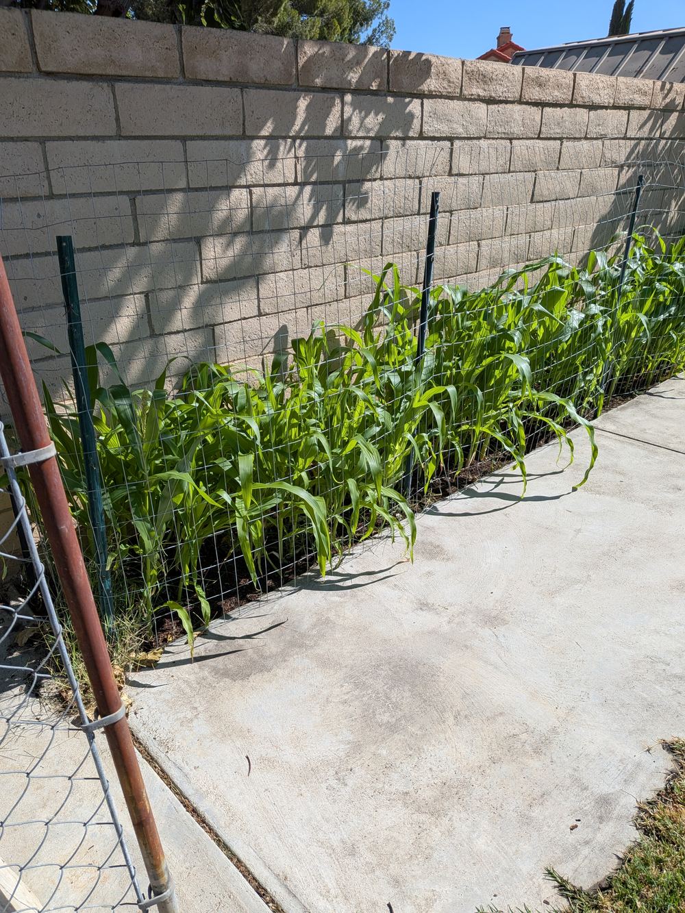 Rows of corn growing along the backyard fence