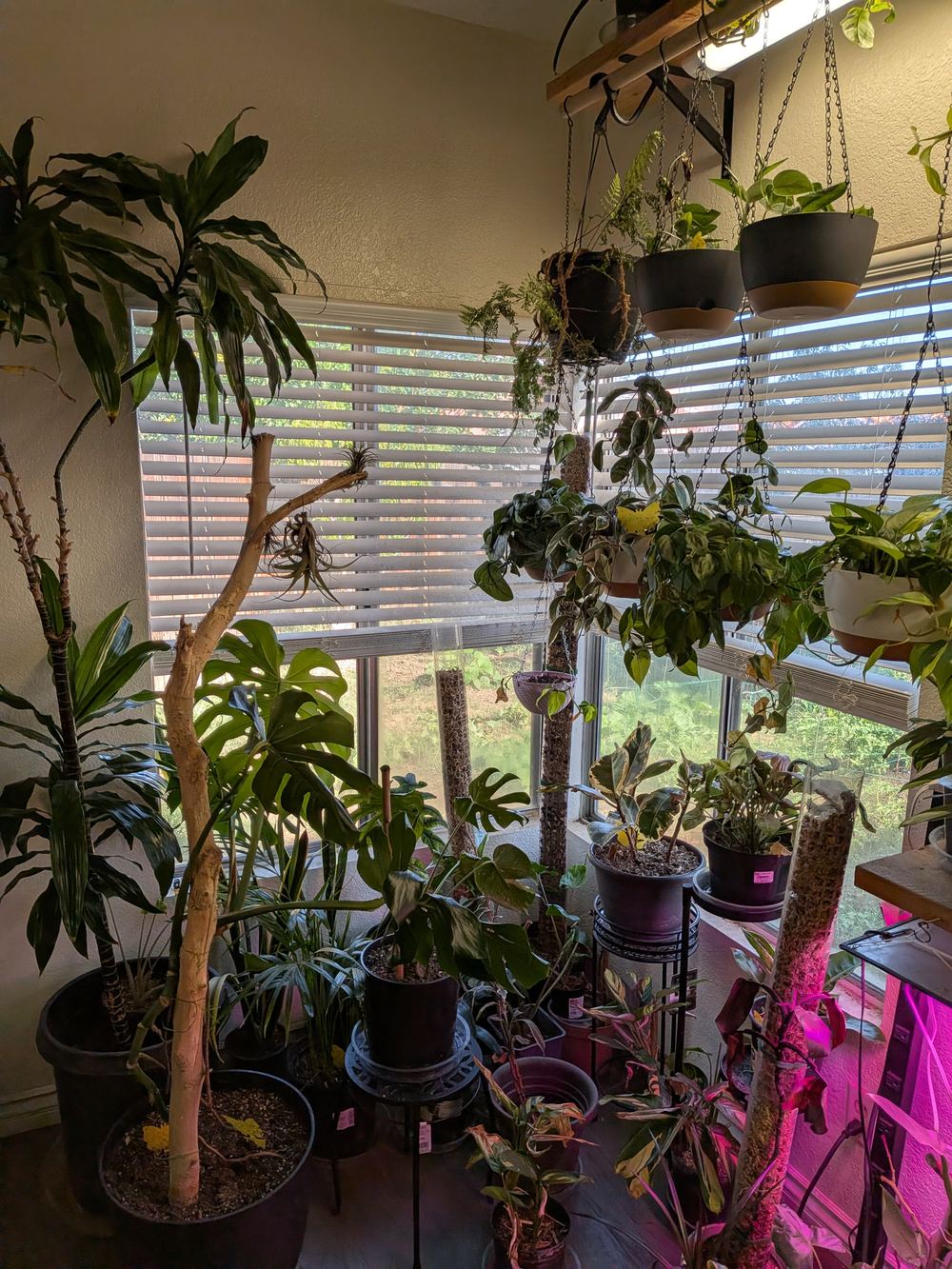 Indoor plant shelf with grow lights
