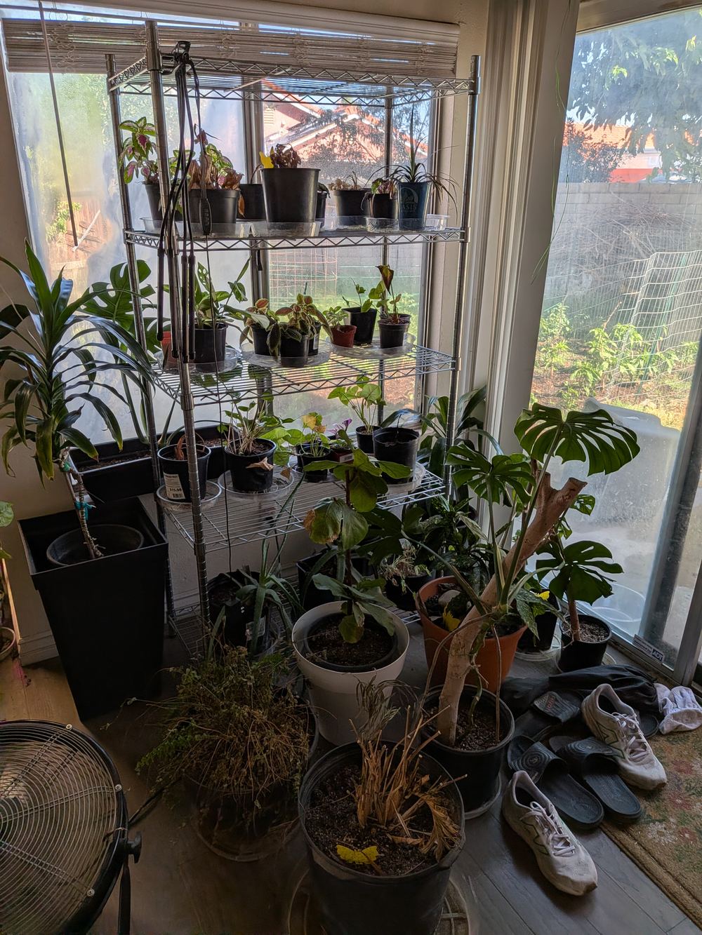 Plant shelving by a sunny window