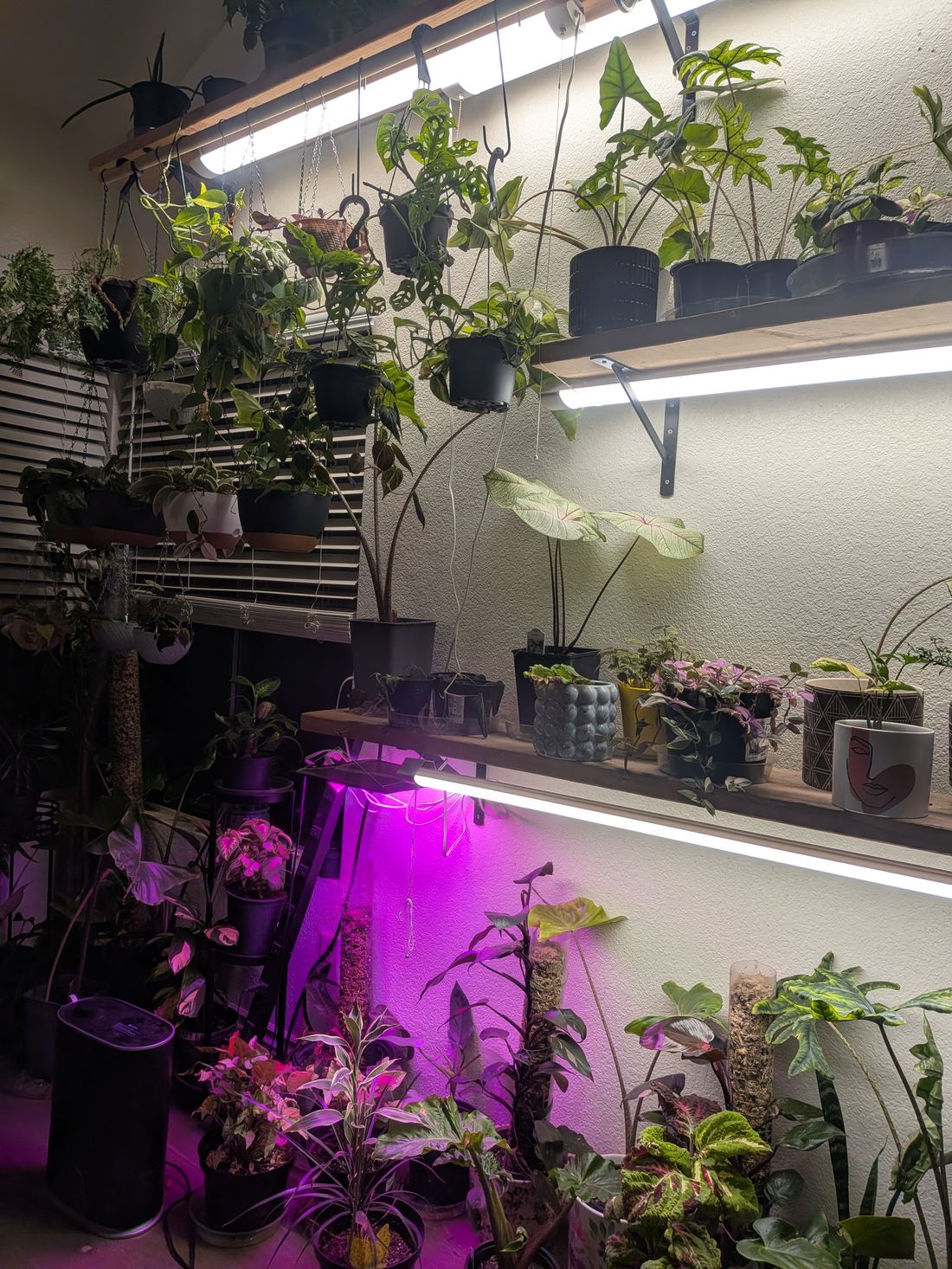 Anthurium and coleus under purple grow lights