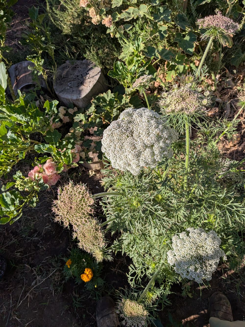 Queen Anne's lace blooming in the garden