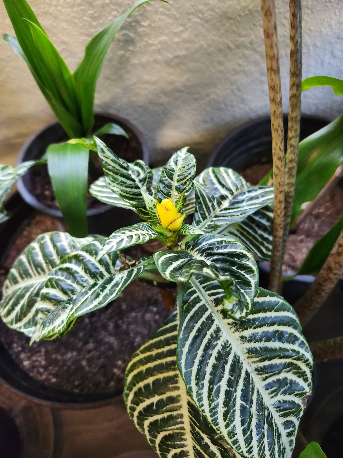 Close-up of zebra plant leaves and yellow bloom