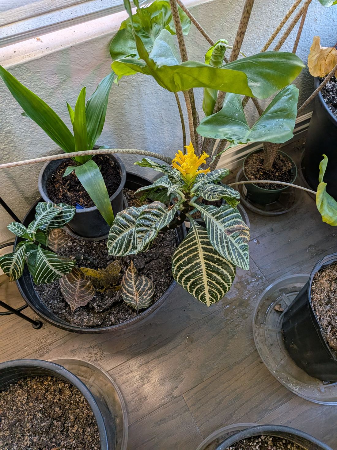 Zebra plant (Aphelandra squarrosa) blooming with a bright yellow flower spike
